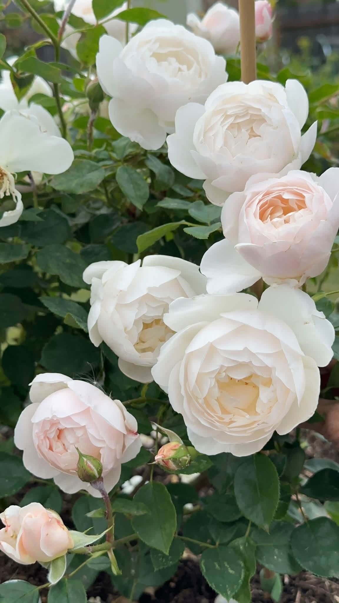 Rose ‘Desdemona' (David Austin) - Large - Ladybird Nursery