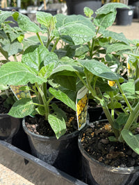 Cape Gooseberry (Incaberry) - Ladybird Nursery