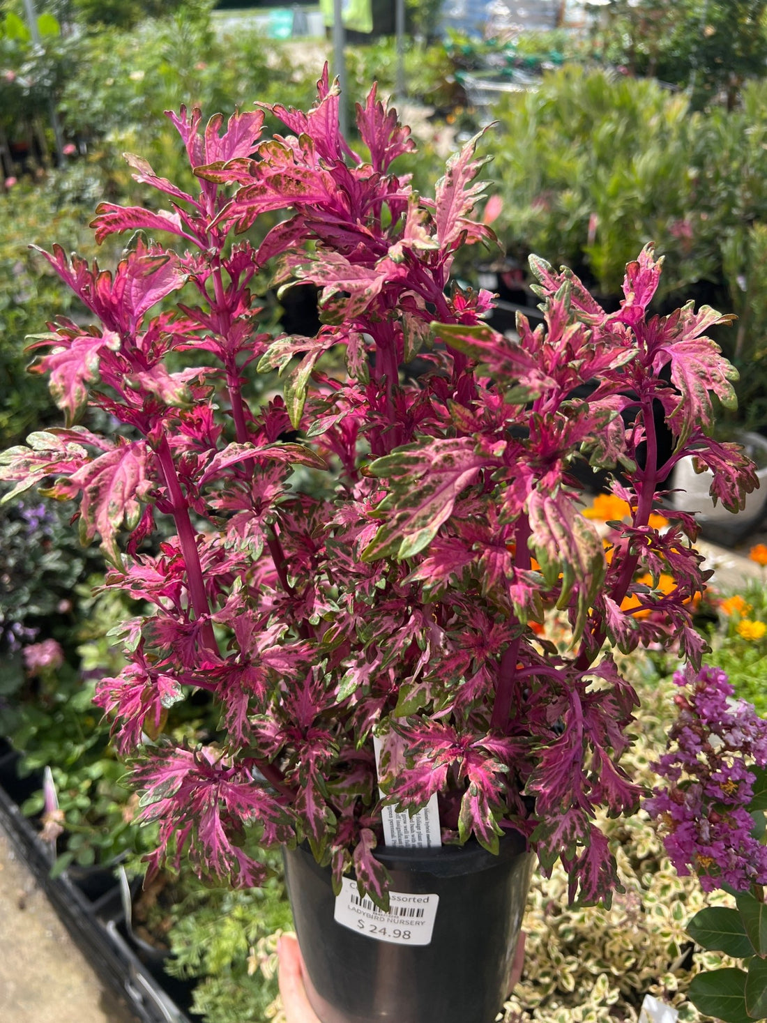 Coleus Assorted - Ladybird Nursery