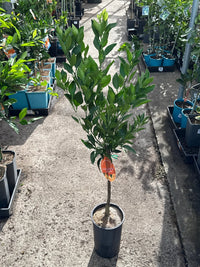 Ponkanomi GIANT Seedless Mandarin (QLD Only) - Ladybird Nursery
