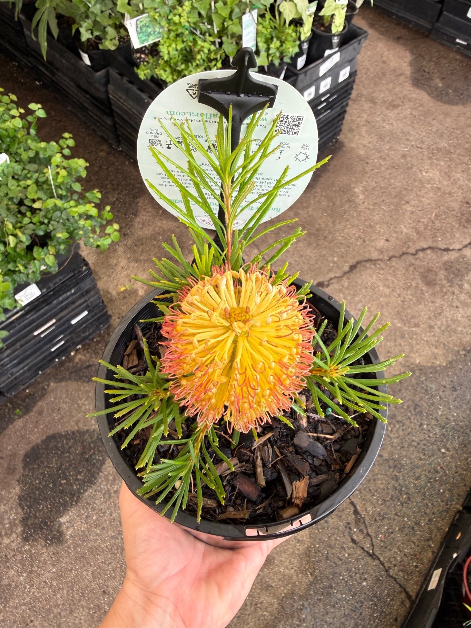 Dwarf Banksia 'Birthday Candles' (Banksia spinulosa) - Ladybird Nursery