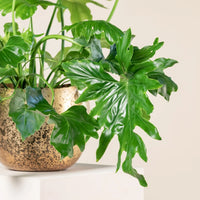 Philodendron Shangri La (Philodendron spp.)