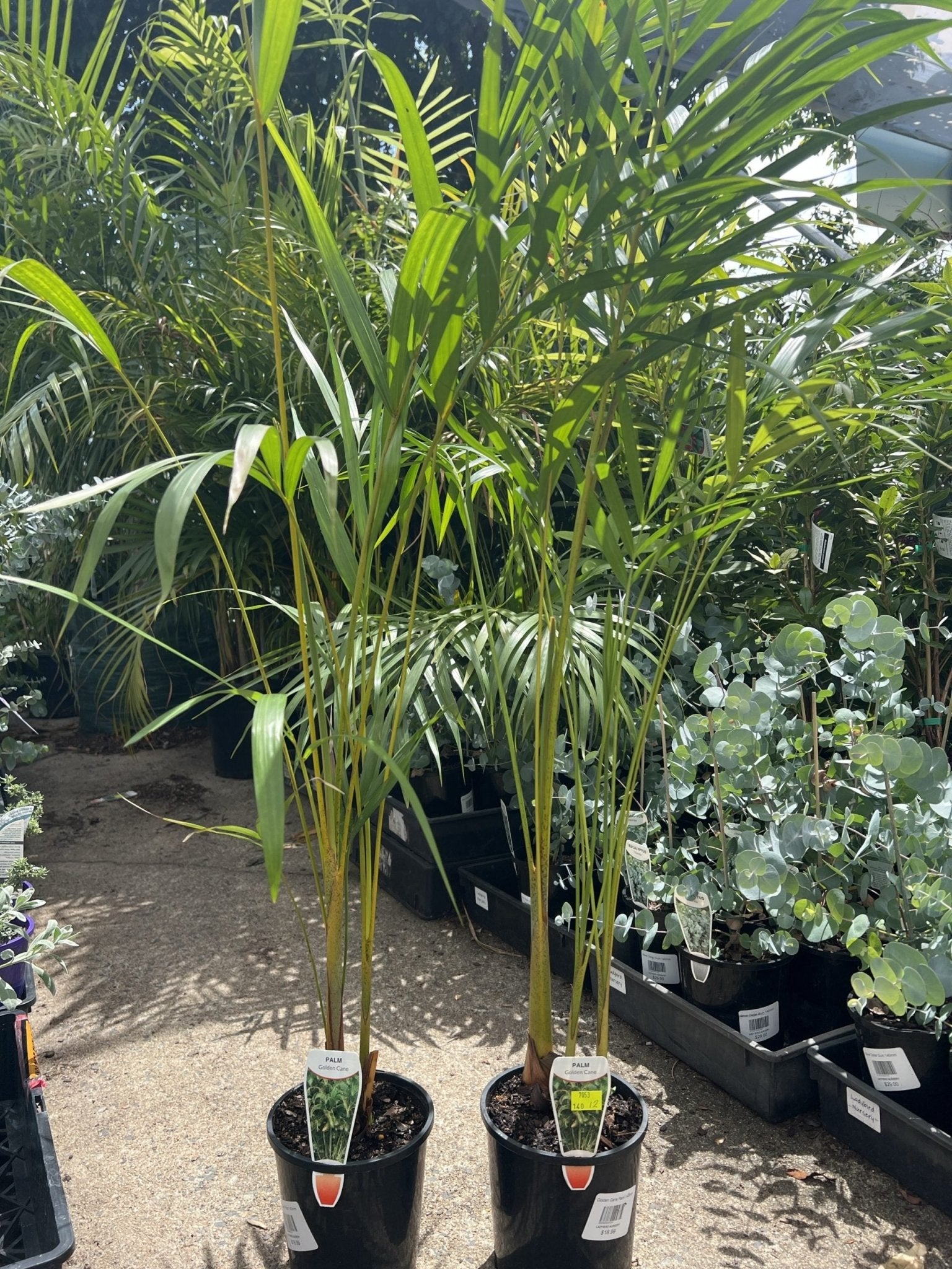 Golden Cane Palms - Ladybird Nursery