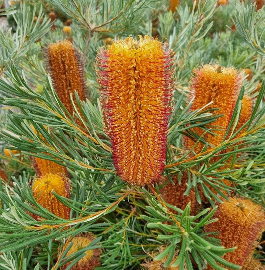 Banksia 'Honey Pots' - Ladybird Nursery