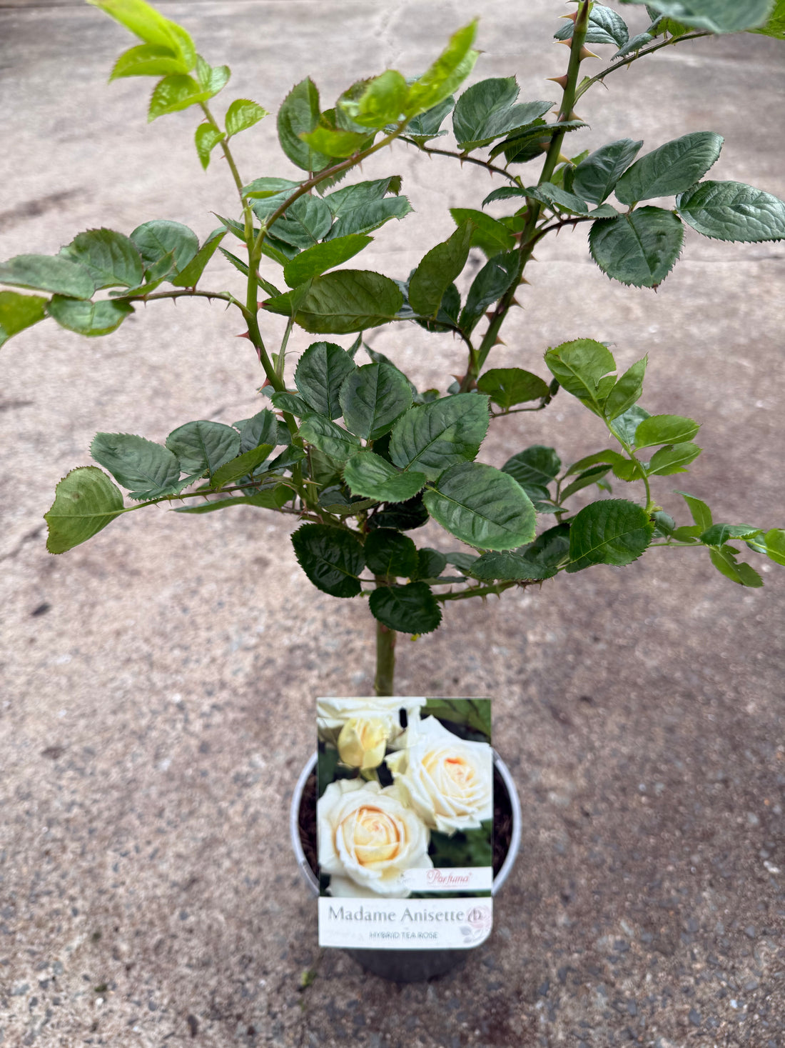 Rose 'Madame Anisette'