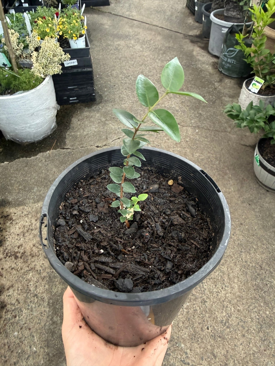 Myrciaria 'Gin & Tonic' - Ladybird Nursery