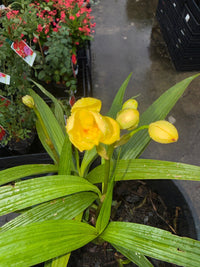 Ground Orchid Yellow (Spathoglottis) - Ladybird Nursery