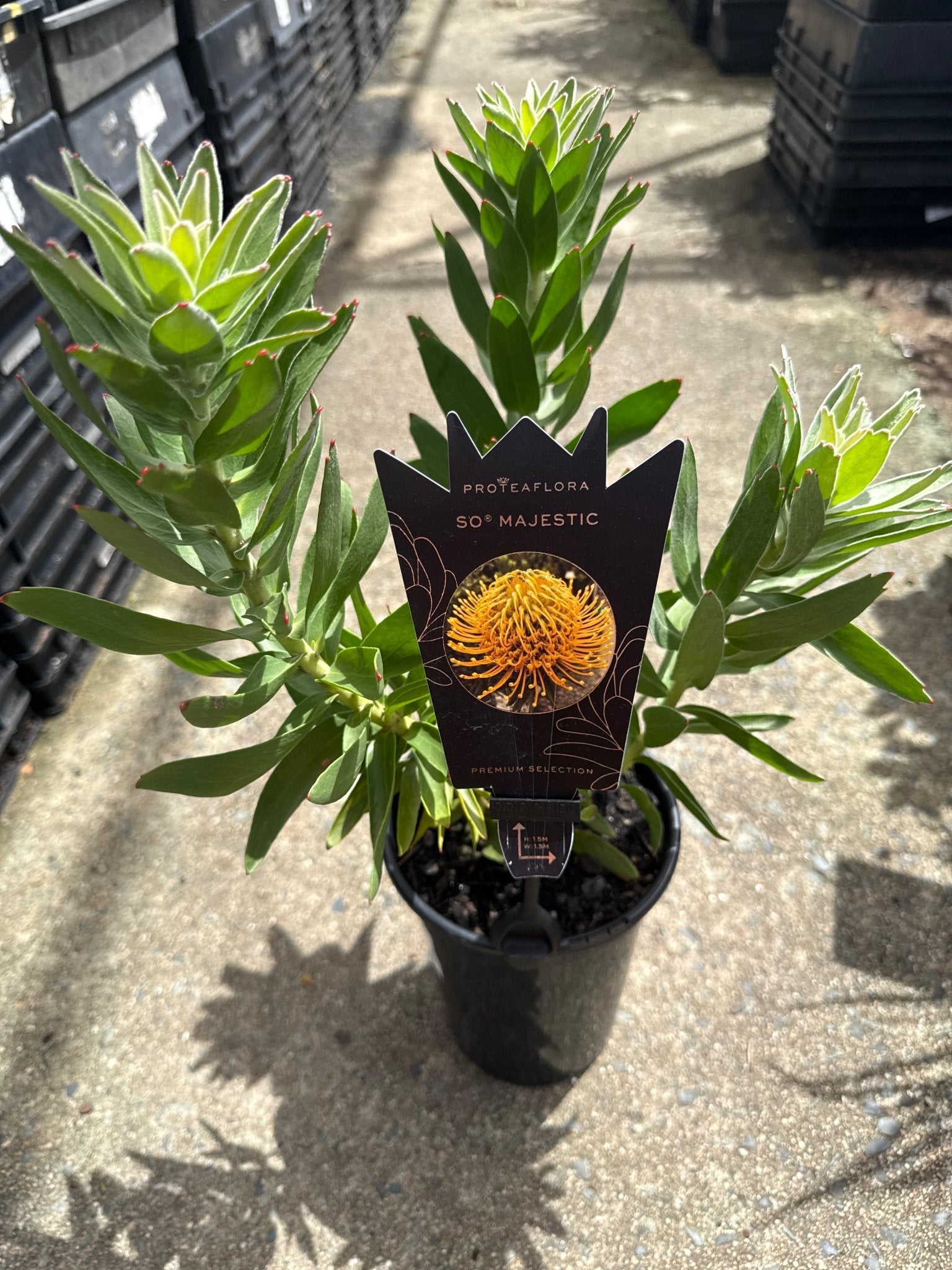 Leucospermum ‘So Majestic’ - Ladybird Nursery