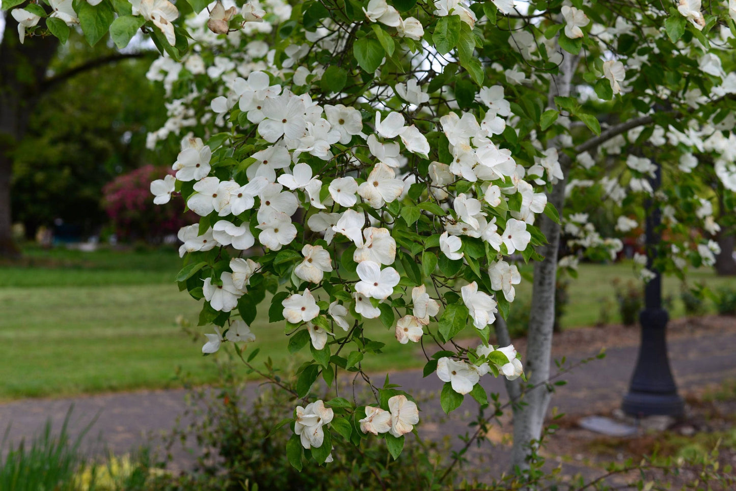 White Flowering Dogwood alba (Cornus florida)