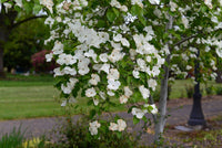 White Flowering Dogwood alba (Cornus florida)