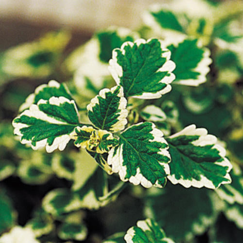 Variegated Swedish Ivy variegata (Plectranthus coleoides)