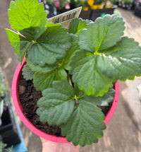Strawberry 'Roman Pink' - Ladybird Nursery