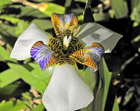 Brazilian Walking Iris (Neomarica gracilis)