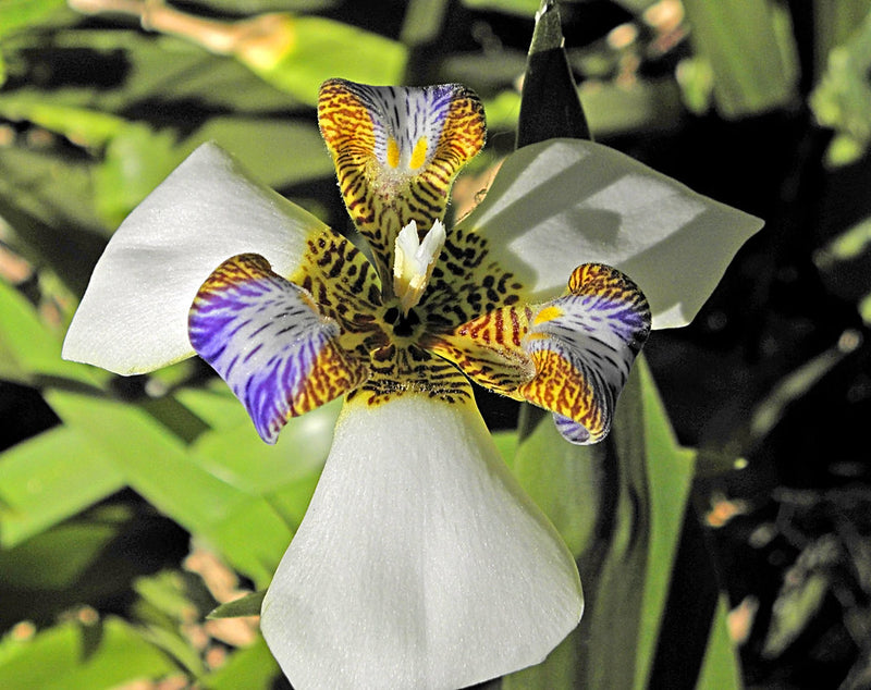 Brazilian Walking Iris (Neomarica gracilis)