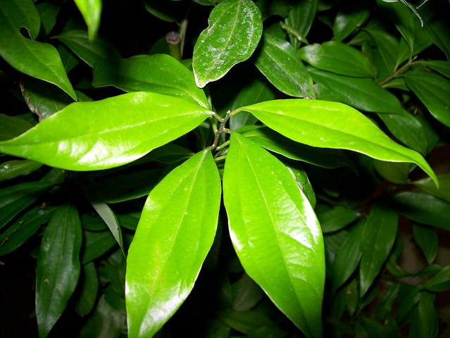 Ceylon Cinnamon (Cinnamomum zeylanicum)