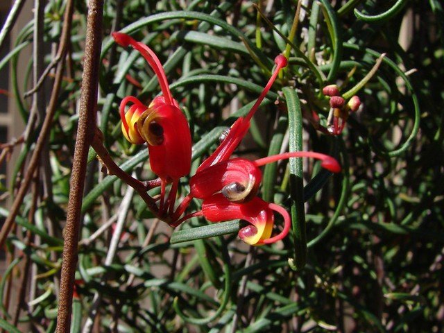 Grevillea nudiflora - Ladybird Nursery