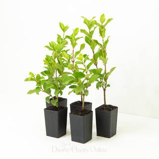 Ixora Kampons Pride - Ladybird Nursery