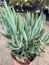 Senecio 'Nolas Pride' (Senecio) - Ladybird Nursery
