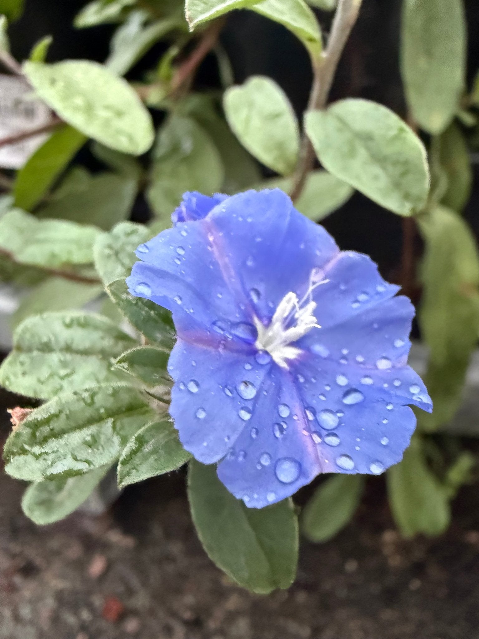 Evolvulus 'Blue Eyes' (Evolvulus pilosus) - Ladybird Nursery