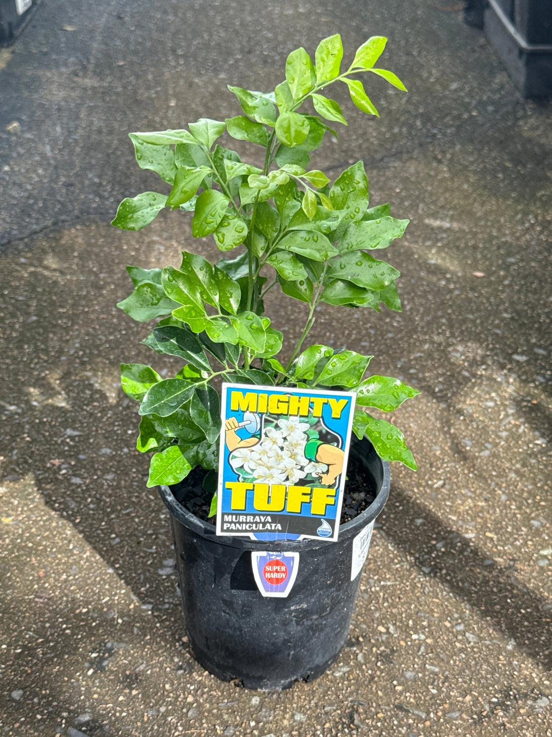 Mock Orange 'Mighty Tough' (Murraya paniculata) - Ladybird Nursery