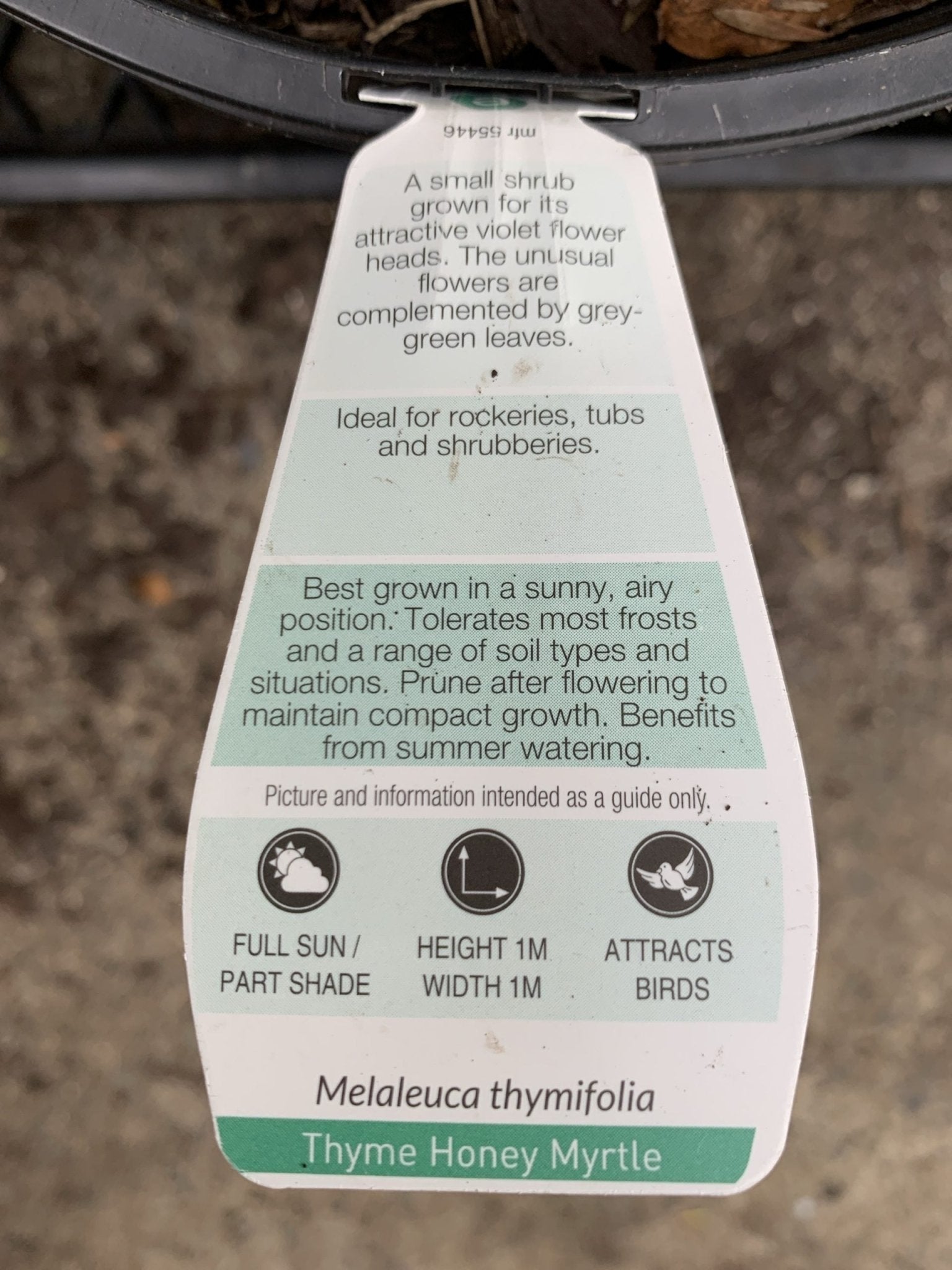 Thyme Honey Myrtle (Melaleuca thymifolia) - Ladybird Nursery