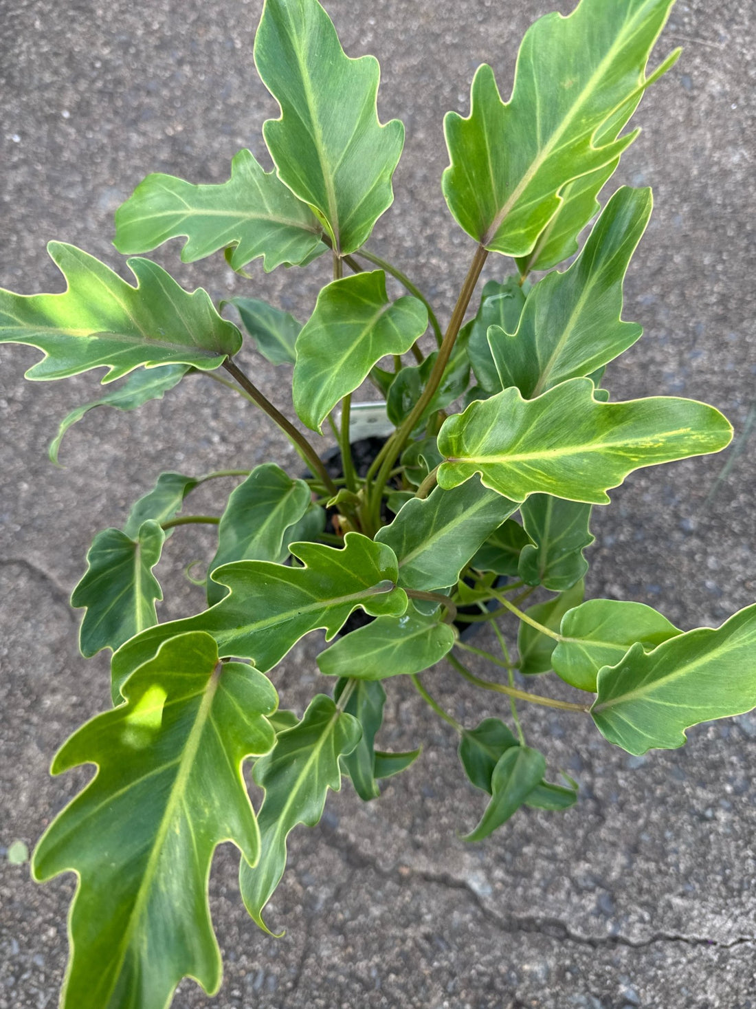Philodendron 'Xanadu' - Ladybird Nursery