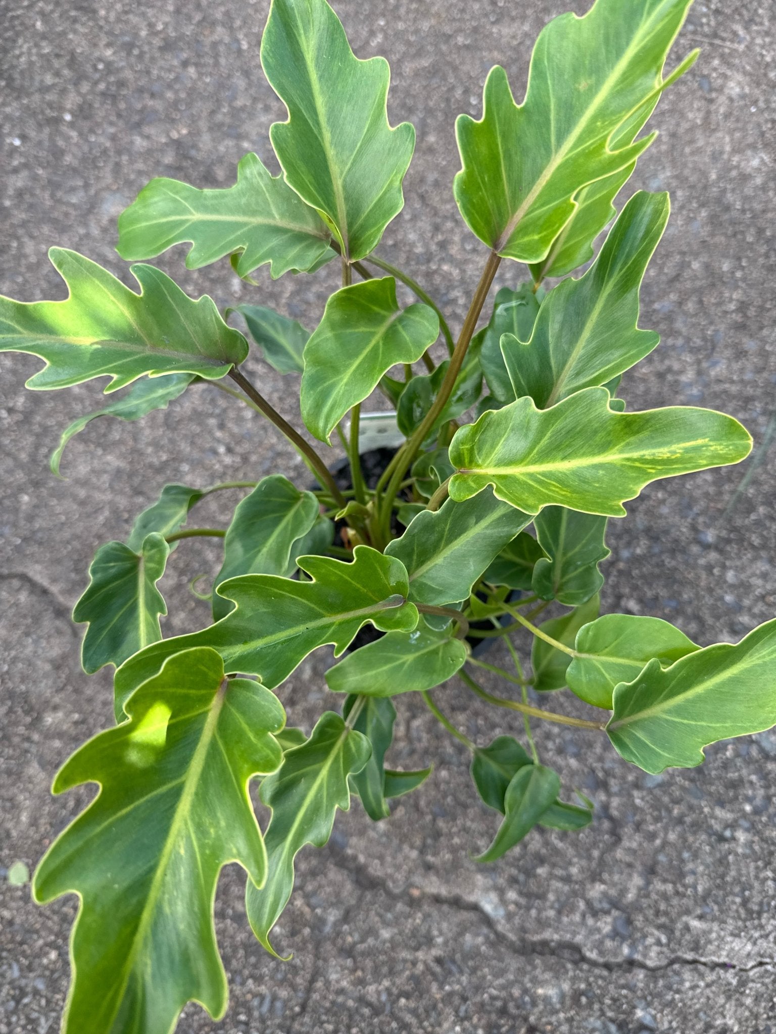 Philodendron 'Xanadu' - Ladybird Nursery