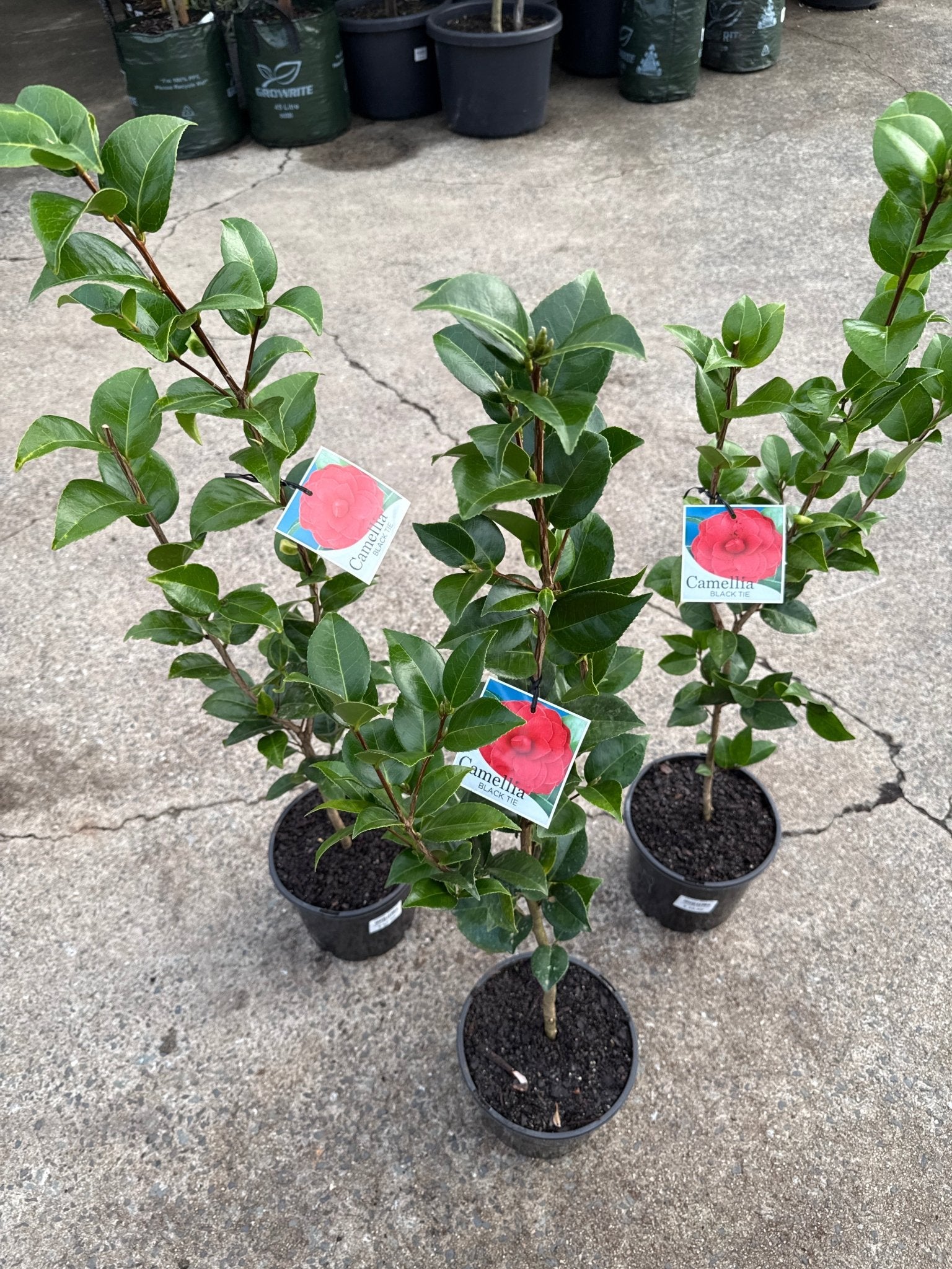 Camellia 'Black Tie' - Ladybird Nursery