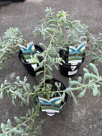 Emu Bush ‘Blue Horizon™’ (Eremophila glabra) groundcover - Ladybird Nursery