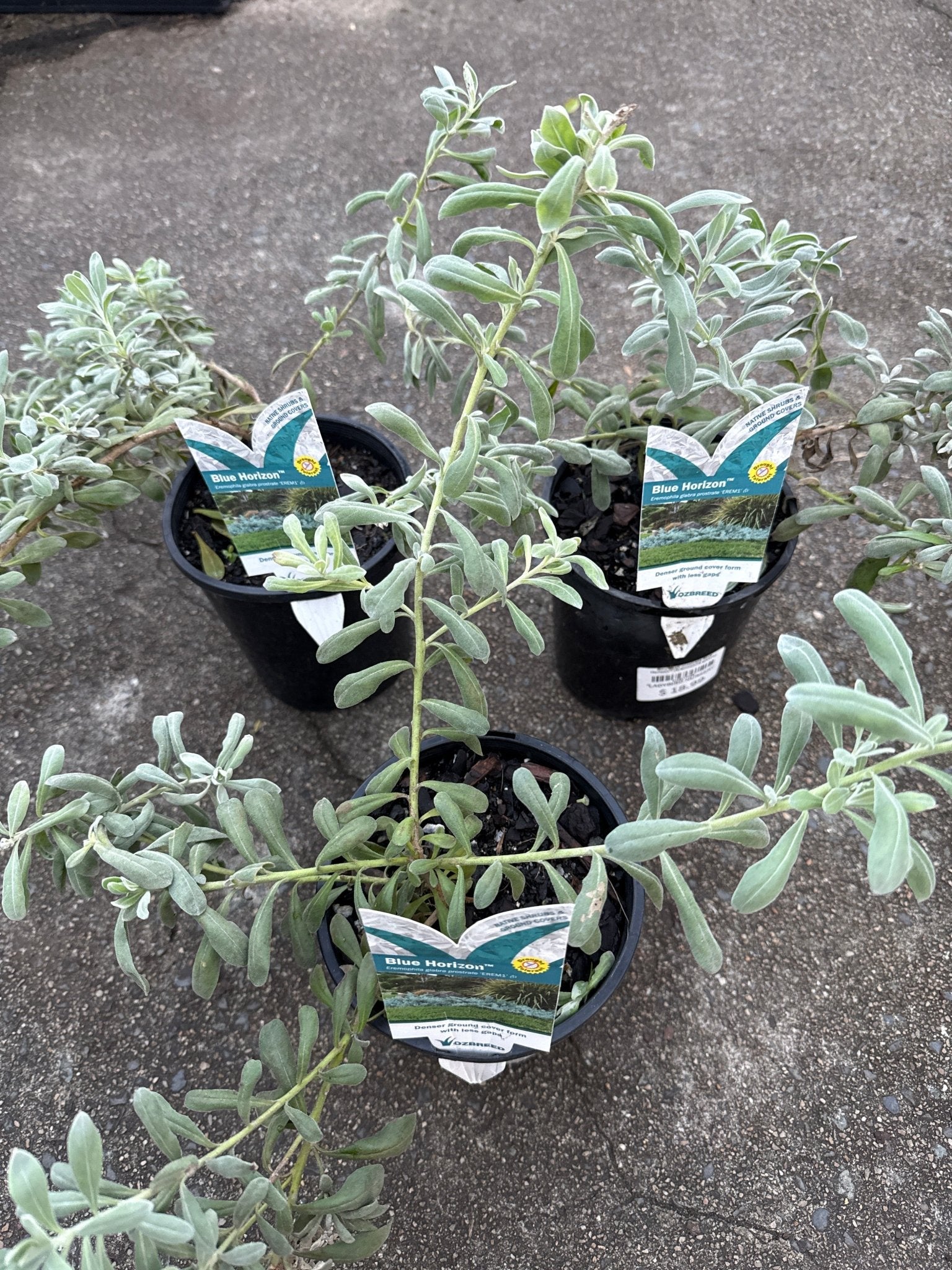 Emu Bush ‘Blue Horizon™’ (Eremophila glabra) groundcover - Ladybird Nursery