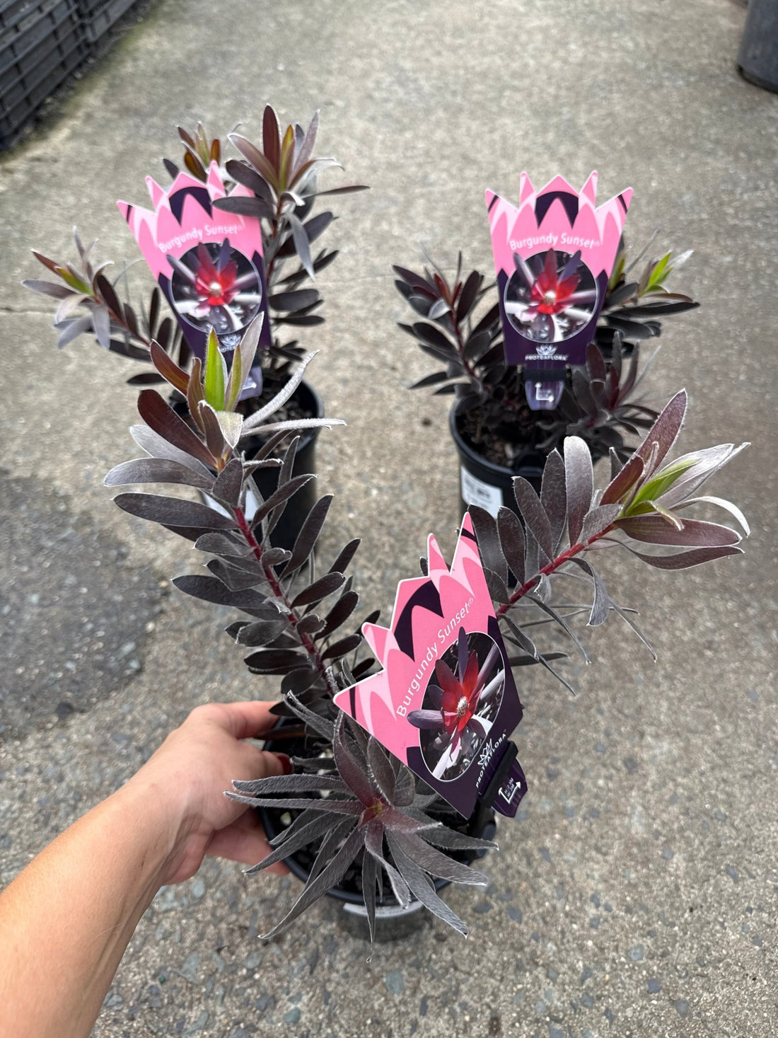 Leucadendron 'Burgundy Sunset' - Ladybird Nursery