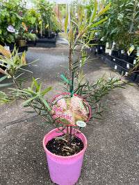 Melaleuca ‘Pink Surprise’ - Ladybird Nursery