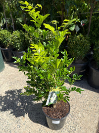 Orange Jessamine Min - a - Min (Murraya paniculata) - Ladybird Nursery