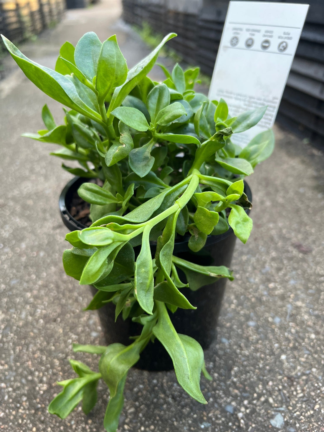 Baby Sunrose (Aptenia cordifolia) - Ladybird Nursery