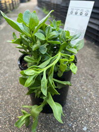 Baby Sunrose (Aptenia cordifolia) - Ladybird Nursery