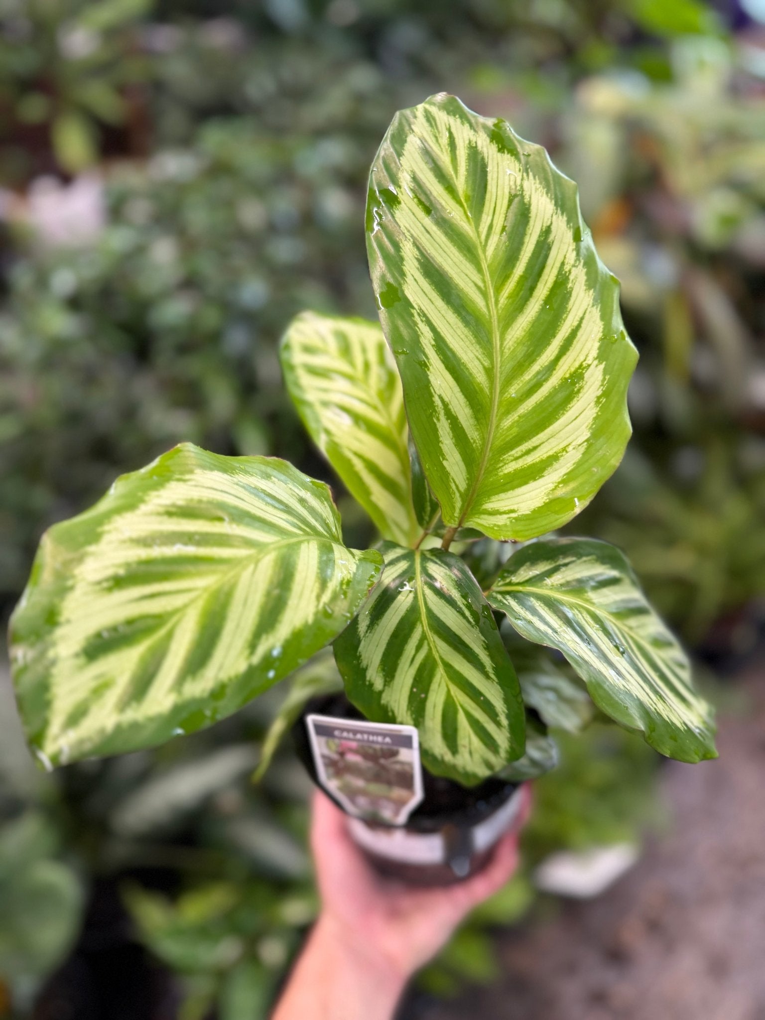 Calathea 'Cora' - Ladybird Nursery