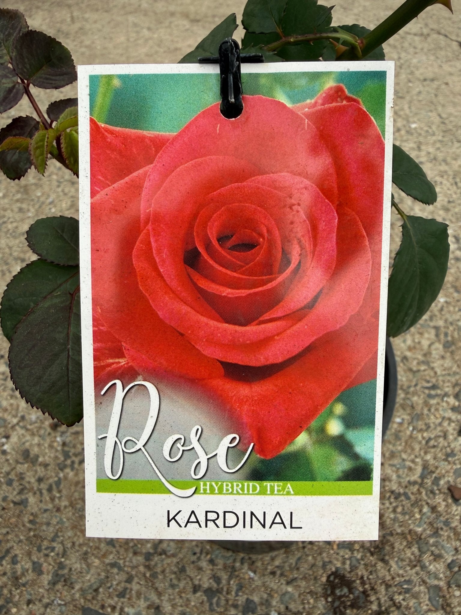Rose 'Kardinal' - Ladybird Nursery