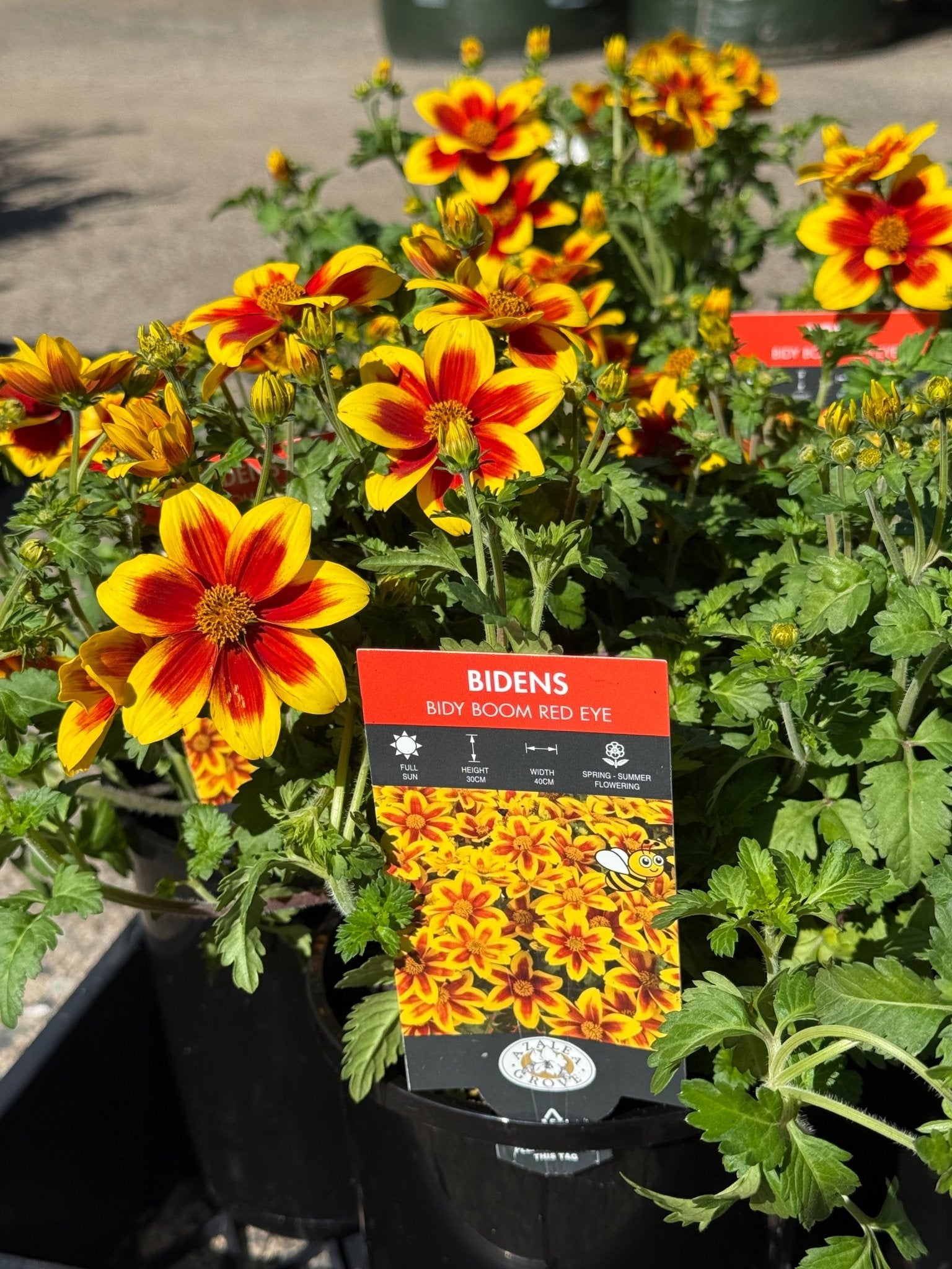 Bidens ferulifolia 'Bidy Boom Red Eye' - Ladybird Nursery
