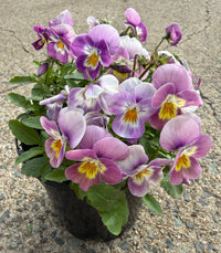 Viola cornuta 'Pink' (Pansy Viola) - Ladybird Nursery