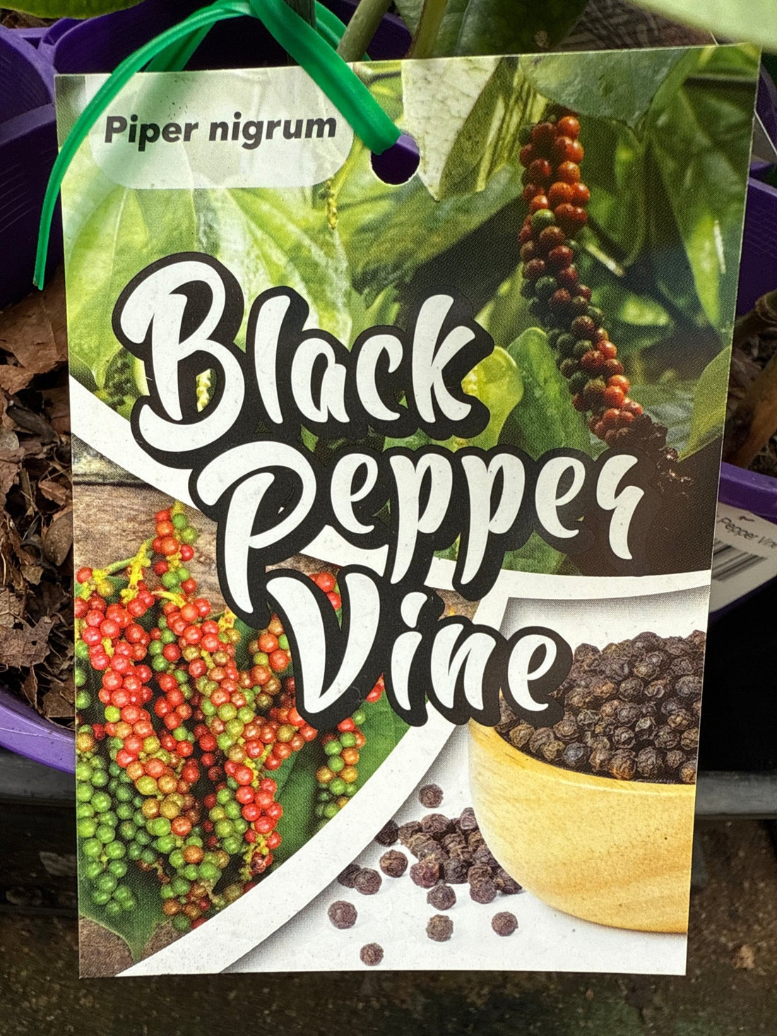 Pepper vine (Black Pepper Spice) - Ladybird Nursery