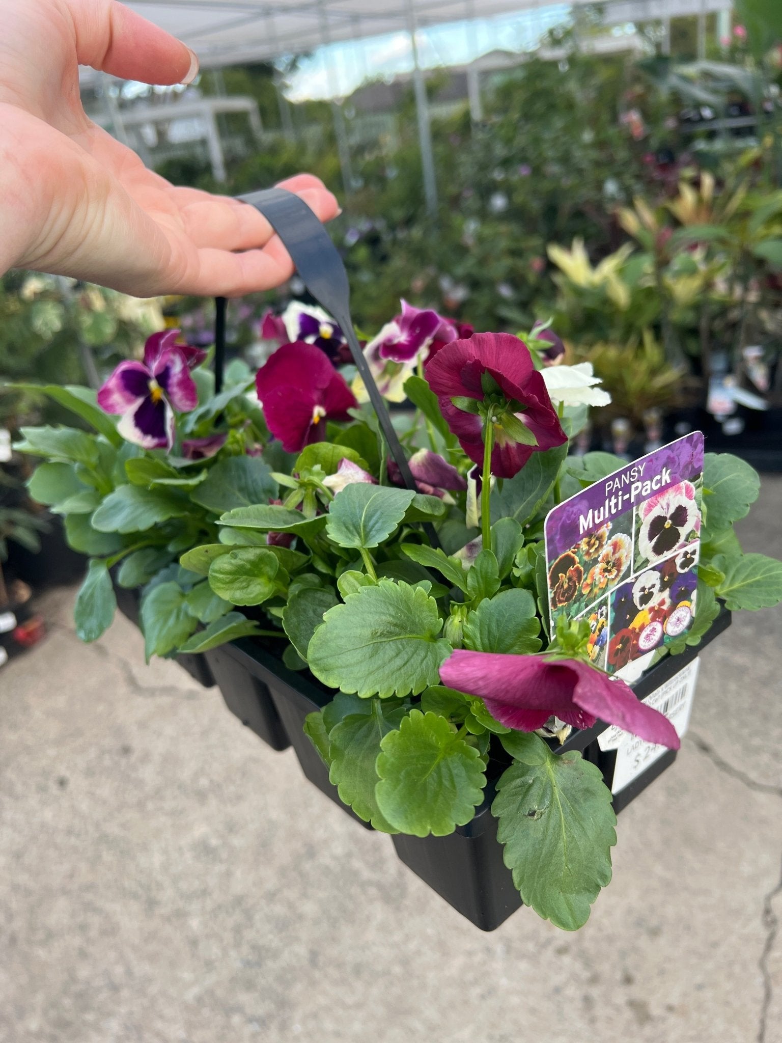 Pansy (Viola x Wittrockiana) Mixed 10 Cell (PICK UP ONLY) - Ladybird Nursery