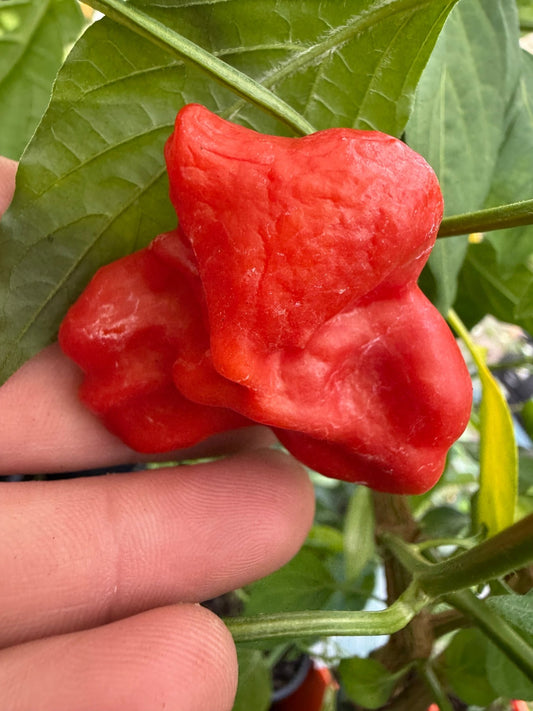 Chilli ‘Bishops Crown Red’ - Ladybird Nursery