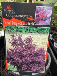 Smokebush 'Royal Purple' 140mm Pot - Ladybird Nursery