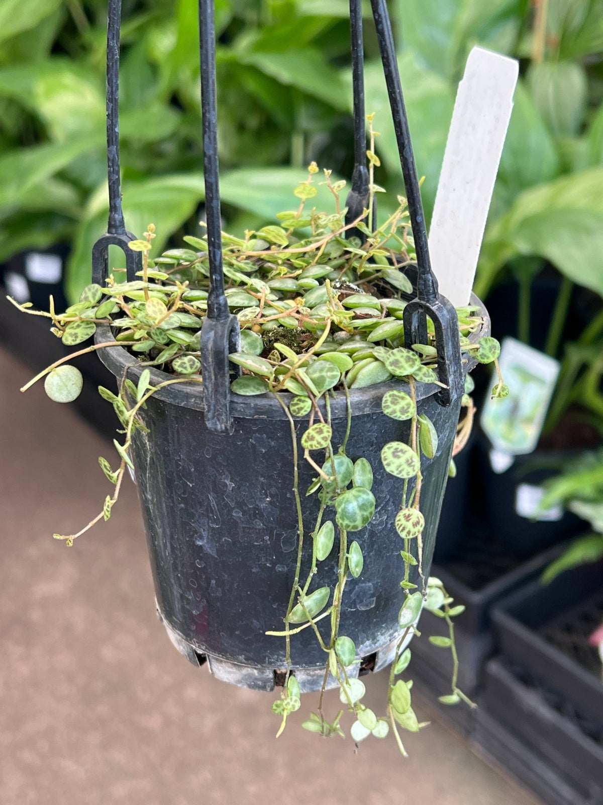 Peperomia 'String of Turtles' (Peperomia Prostrata) - Ladybird Nursery