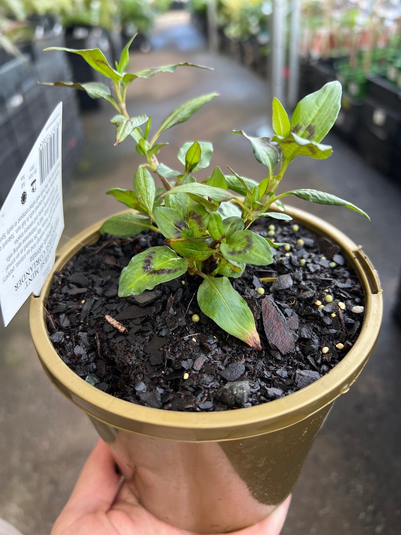 Vietnamese Mint (Persicaria odorata) - Ladybird Nursery