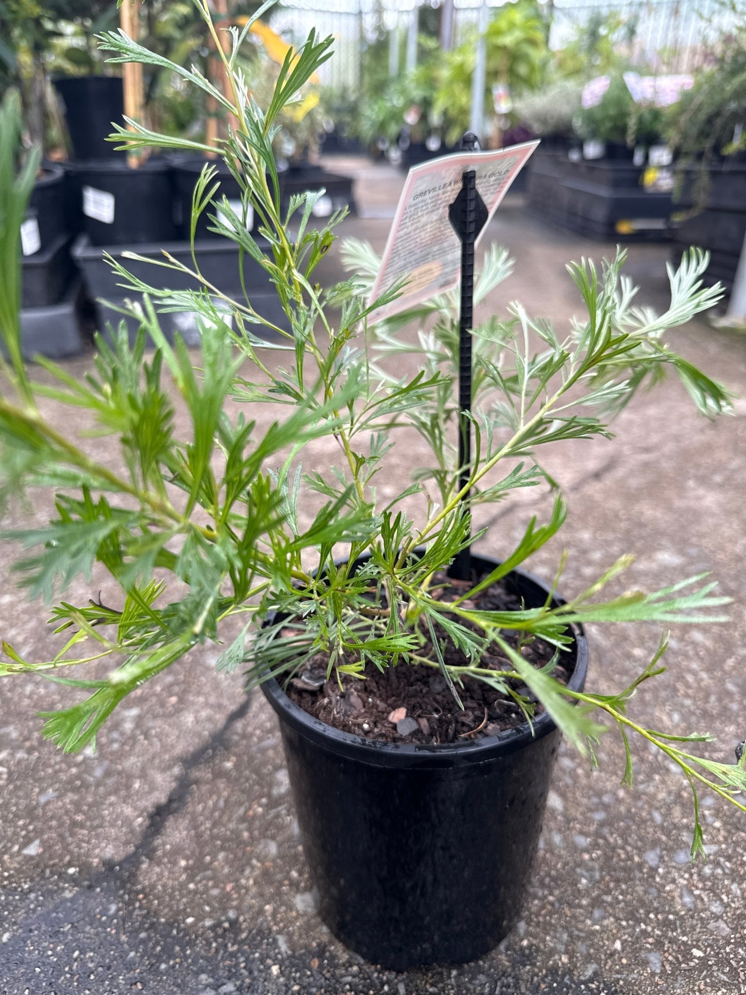 Grevillea 'Winpara Gold' - Ladybird Nursery