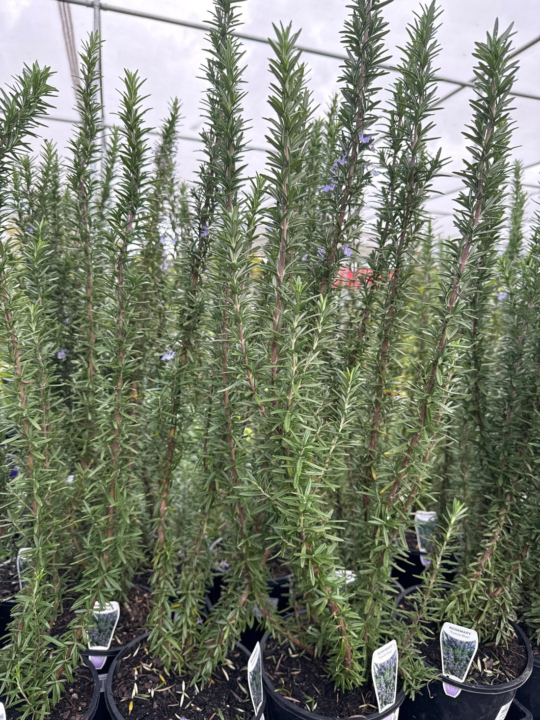 Rosemary 'Tuscan Blue' - Large - Ladybird Nursery