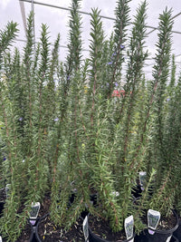 Rosemary 'Tuscan Blue' - Large - Ladybird Nursery