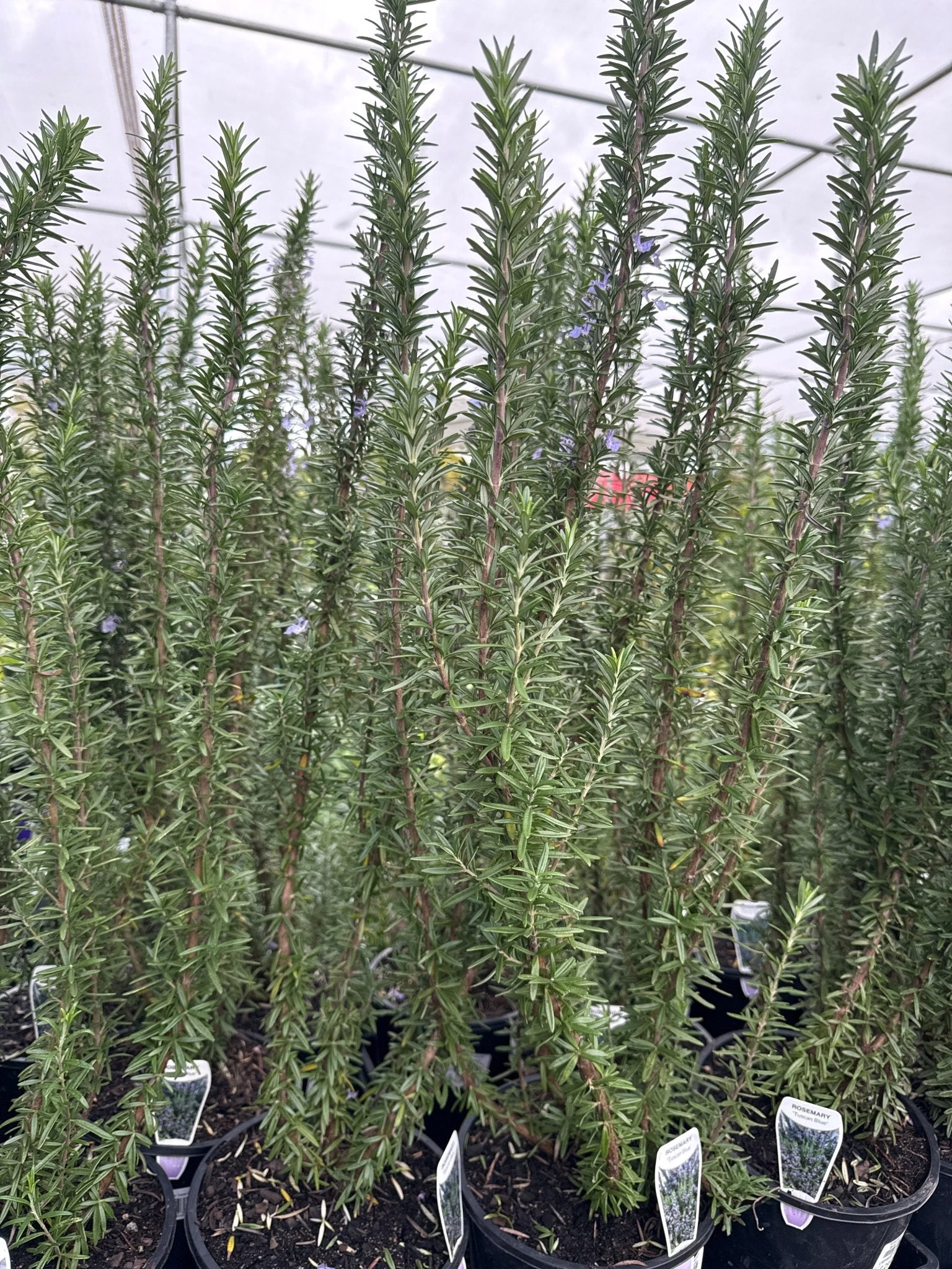 Rosemary 'Tuscan Blue' - Large - Ladybird Nursery