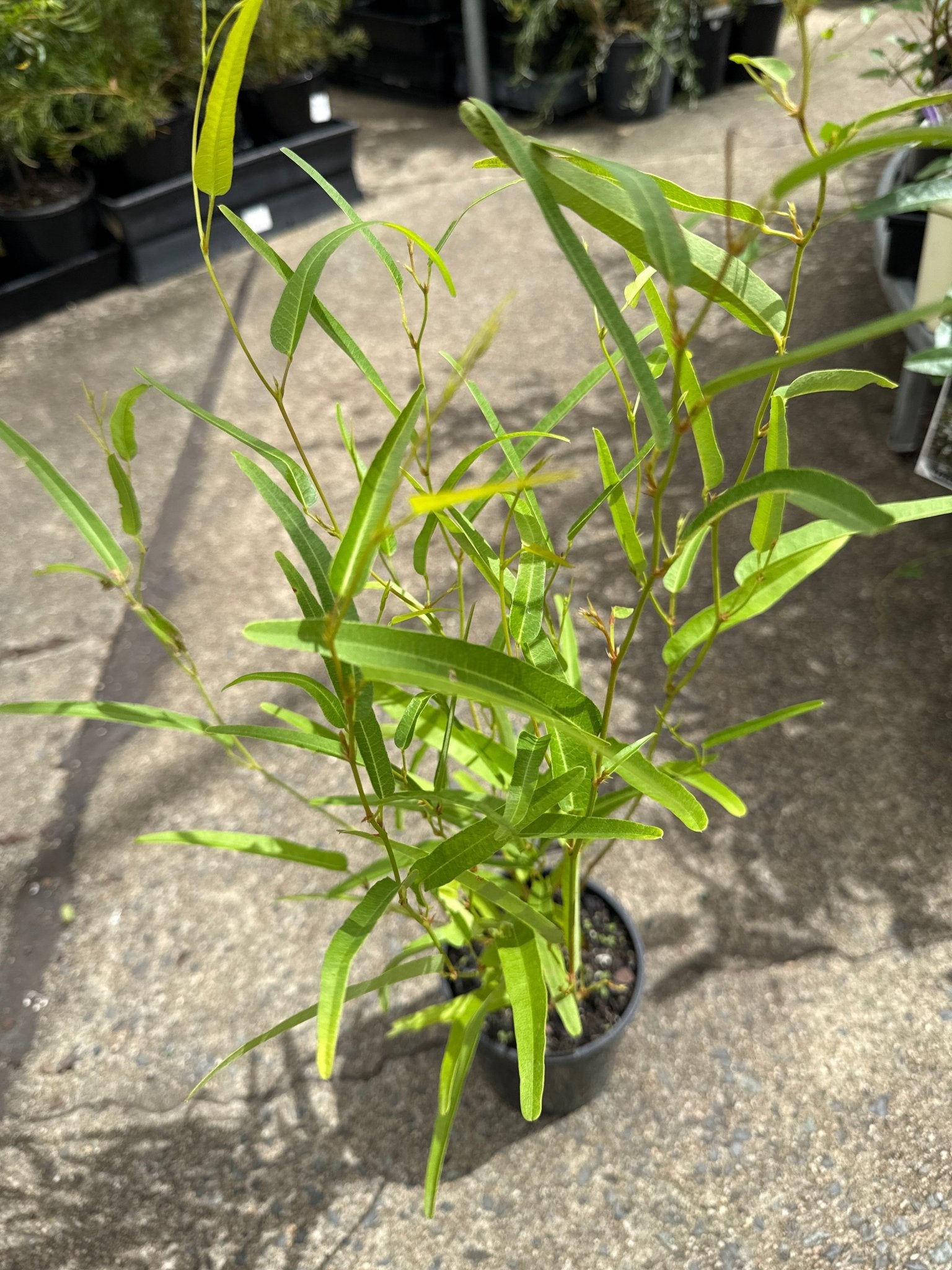 Hardenbergia 'MEEMA' - Ladybird Nursery